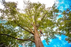 Best Tree Removal  in Brilliant, OH