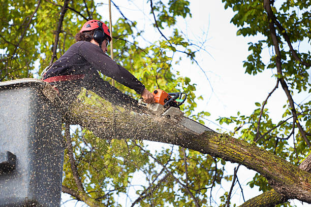 Best Leaf Removal  in Brilliant, OH