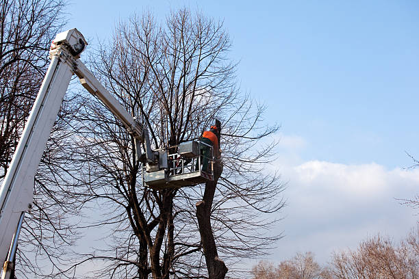 Best Tree Mulching  in Brilliant, OH